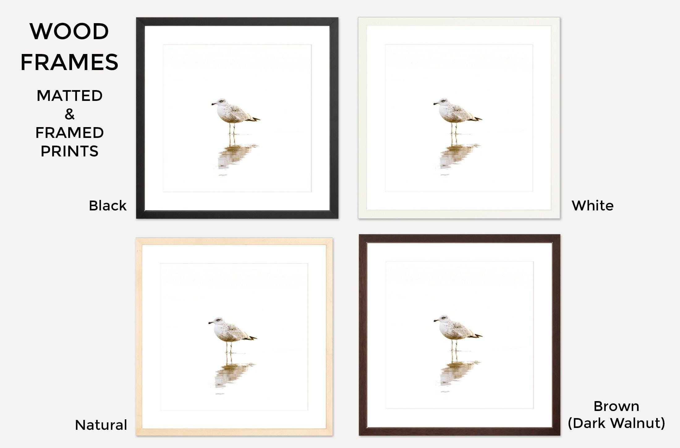 Seagull Art Print - Bird Photography - Framed Prints - Minimalist ...