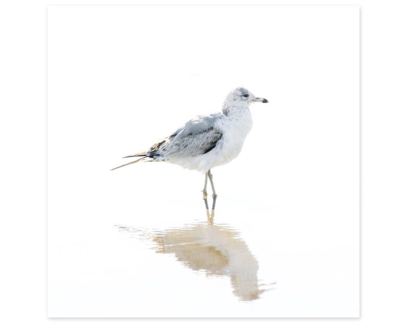 Seagull Art Print - Bird Photography - Minimalist Art for Beach House ...