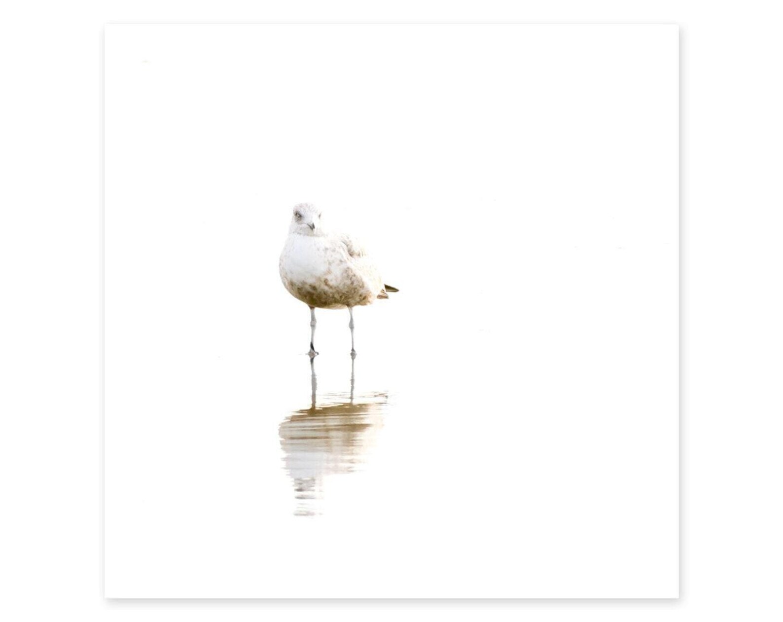 Seagull Wall Art - Bird Photography - Minimalist Art - Framed Square ...
