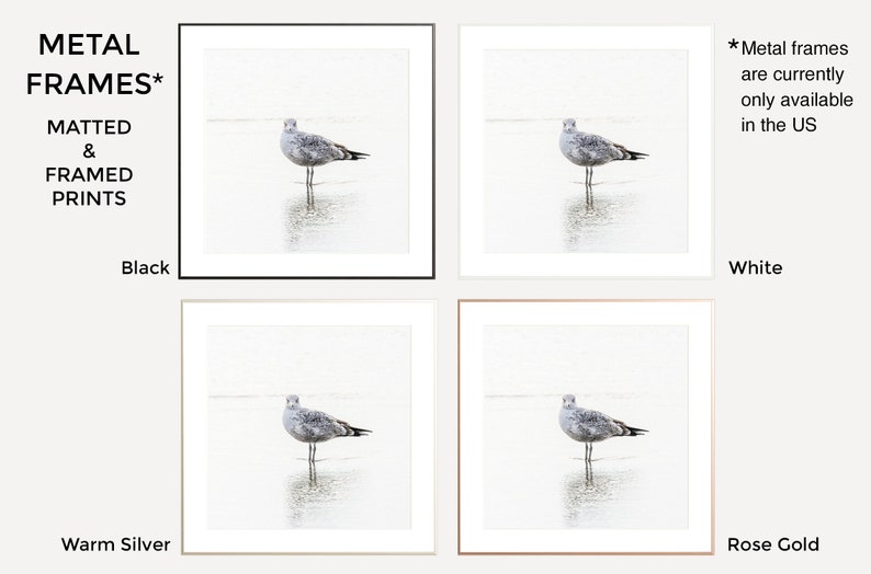 Seagull Wall Art Bird Photography Framed Art Beach House Etsy