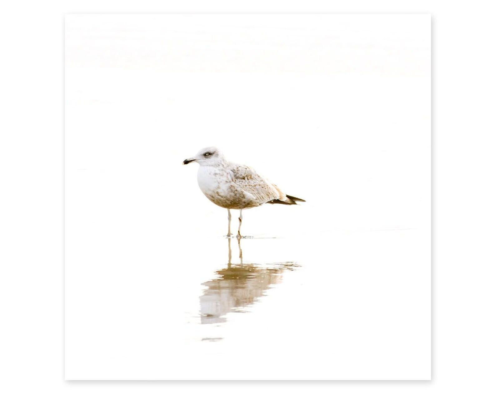 Seagull Art Print - Bird Photography - Framed Prints - Minimalist ...