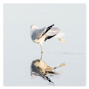 Impressões de fotografia de pássaros - Arte de parede de gaivota - Grande arte de parede costeira - Impressões de arte de casa de praia - Decoração de parede de gaivota - Impressões de arte quadradas