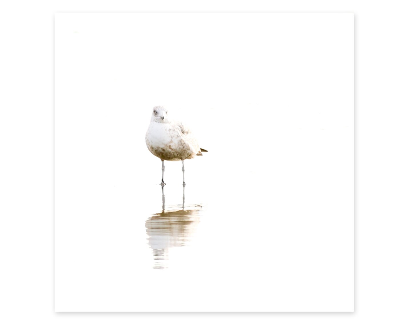 Coastal Wall Decor Minimalist Art For Beach House Seagull Art Print Framed Square Prints Gifts For Bird Lovers Bird Photography Color Art Collectibles Vadel Com