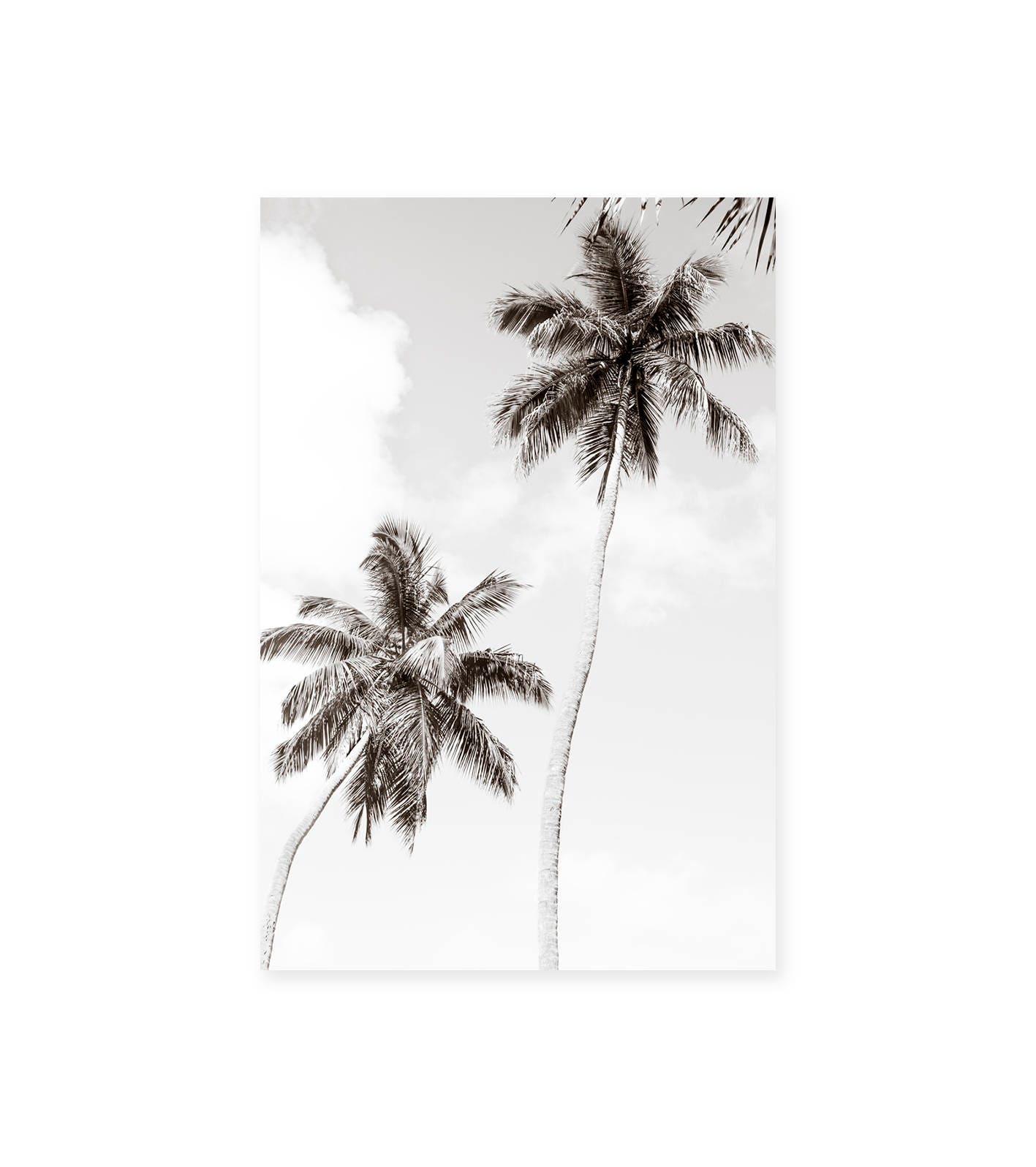 Palm Tree Art - Black and White Photography - Palm Trees Print - Large ...