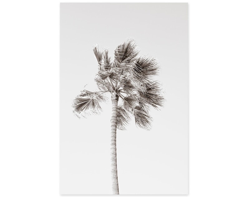 Cattie Coyle Photography California Palm Tree Art Print - Thumbnail 2
