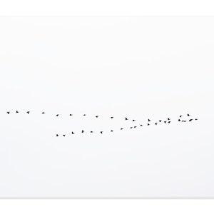 Flock of Flying Birds Wall Art – Minimalist Black and White Fine Art Photography – Large Framed Horizontal Print – Oversized Coastal Decor