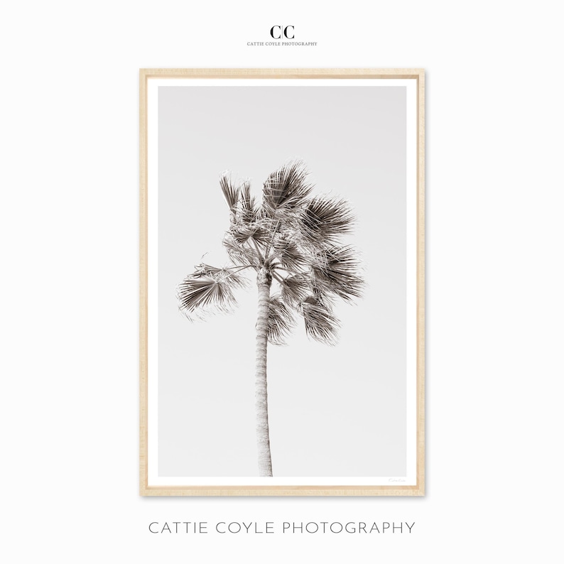 Cattie Coyle Photography California Palm Tree Art Print - Thumbnail 4