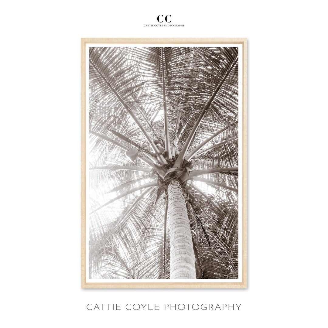 Palm Tree Art Print - Black and White Photography - Large Framed Wall ...