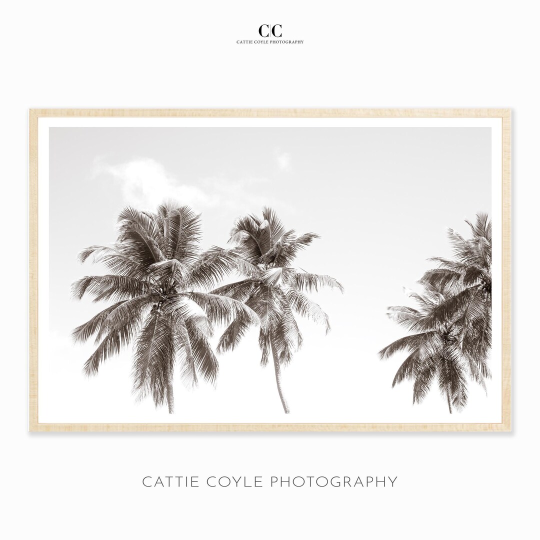 Palm Trees Print - Black and White Photography - Coconut Palm - Large ...