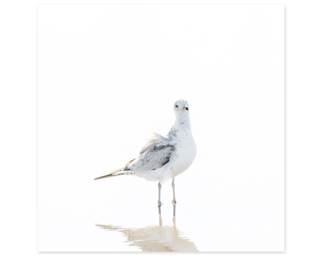 Seagull Art Print - Bird Photography - Framed Square Prints - Coastal ...