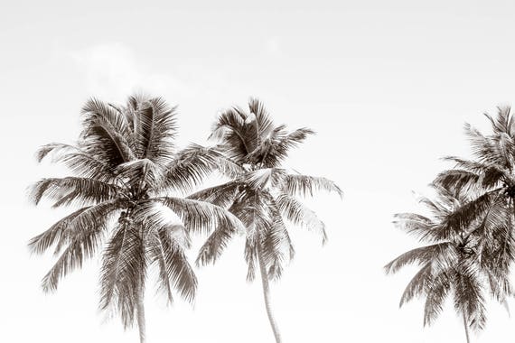 Palm Trees Canvas Wall Art Black And White Photography Etsy