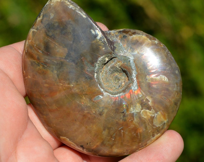 Aioloceras Besairie - Albian - 172 grams - Mahajanga, Madagascar