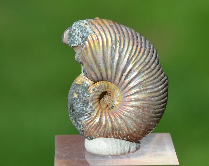 Quenstedtoceras 5 grams - Volga River, Saratov, Volga, Russia