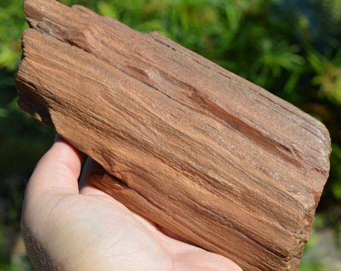 Fossil wood 1200 grams - Timimoun, Timimoun District, Timimoun Province, Algeria
