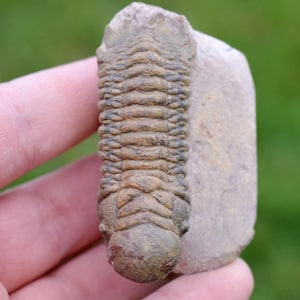 Trilobite - Crotalocephalina (Crotalocephalus) gibbus - Devoniano inferiore - Oufaten, vicino a Alnif, Marocco