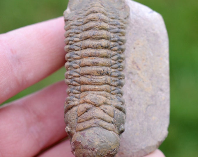 Trilobite - Crotalocephalina (Crotalocephalus) gibbus - Lower Devonian - Oufaten, near Alnif, Morocco