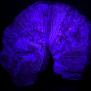 Requienia ammonia fossil Isle sur la Sorgue, Orgon quarry, France Fluorescent image 5