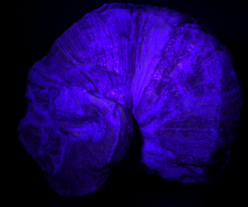 Requienia ammonia fossil Isle sur la Sorgue, Orgon quarry, France Fluorescent image 5