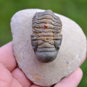 Trilobite - Crotalocephalina (Crotalocephalus) gibbus - Devoniano inferiore - Oufaten, vicino a Alnif, Marocco