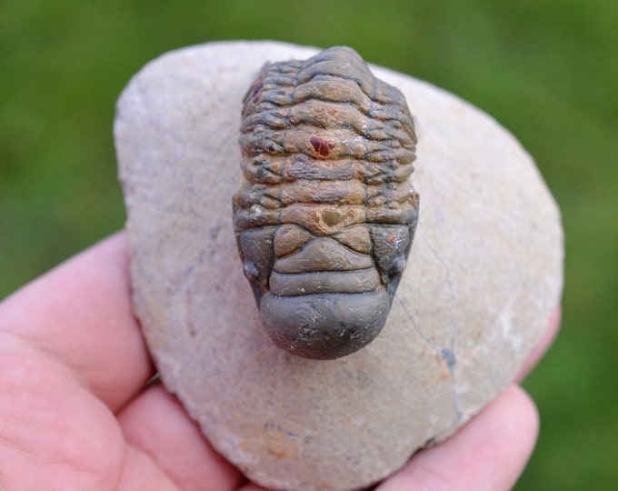 Trilobite - Crotalocephalina (Crotalocephalus) gibbus - Lower Devonian - Oufaten, near Alnif, Morocco