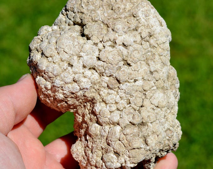 Stromatolites 715 grams - Chadrat, Saint-Saturnin, Clermont-Ferrand, Puy-de-Dôme, Auvergne-Rhône-Alpes, France