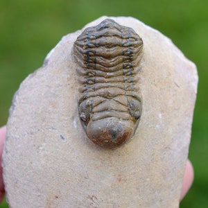 Trilobite - Crotalocephalina (Crotalocephalus) gibbus - Devoniano inferiore - Oufaten, vicino a Alnif, Marocco