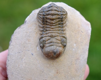 Trilobite - Crotalocephalina (Crotalocephalus) gibbus - Lower Devonian - Oufaten, near Alnif, Morocco