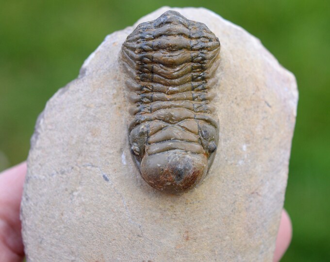 Trilobite - Crotalocephalina (Crotalocephalus) gibbus - Lower Devonian - Oufaten, near Alnif, Morocco