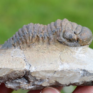 Trilobite - Crotalocephalina (Crotalocephalus) gibbus - Devoniano inferiore - Oufaten, vicino a Alnif, Marocco