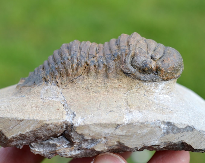 Trilobite - Crotalocephalina (Crotalocephalus) gibbus - Lower Devonian - Oufaten, near Alnif, Morocco