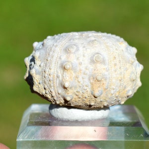 Fossile - Echinoide Goniopygus emmae sp.nov - 44 grammi - Formazione Taghit, Mérija (Missour) Moulouya, Marocco