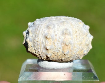 Fossil - Echinoid Goniopygus emmae sp.nov - 44 grams - Taghit Formation, Mérija (Missour) Moulouya, Morocco
