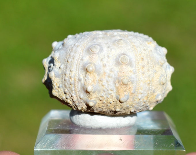 Fossil - Echinoid Goniopygus emmae sp.nov - 44 grams - Taghit Formation, Mérija (Missour) Moulouya, Morocco