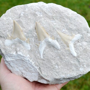 Fossile di dente - Otodus obliquus - Ypresiano - 70 mm - Oued Zem, Marocco
