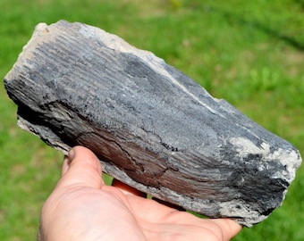 Fossil - Calamites - Carboniferous, Stephanien - Allier, France