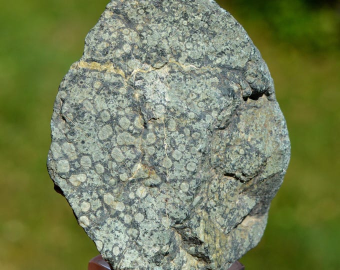 Variolite 216 grams - Chenaillet ophiolite massif, Hautes Alpes, France