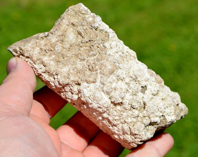 Stromatolites 500 grams - Chadrat, Saint-Saturnin, Clermont-Ferrand, Puy-de-Dôme, Auvergne-Rhône-Alpes, France