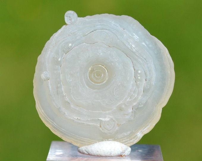 Guttular Chalcedony 6.2 grams - Aulon, Saint-Gaudens, Haute-Garonne, Occitanie, France