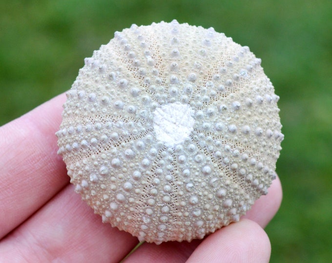 Sea urchin - Paracentrotus lividus - Modern - 50 mm - 35 grams - Morocco