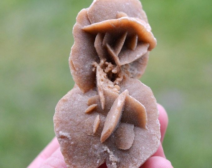 Gypsum var. Rose des sables 53 grams - Arfoud Cercle, Errachidia Province, Drâa-Tafilalet Region, Morocco