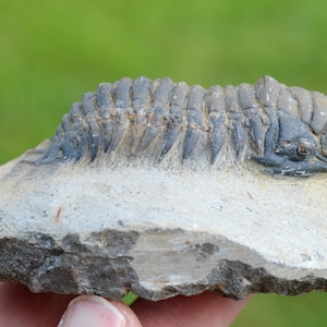 Trilobite - Crotalocephalina (Crotalocephalus) gibbus - Devoniano inferiore - Oufaten, vicino a Alnif, Marocco