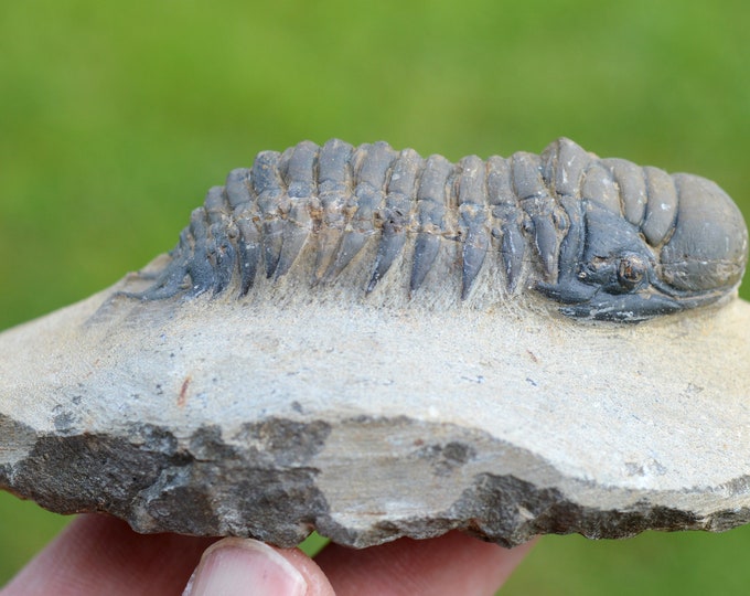 Trilobite - Crotalocephalina (Crotalocephalus) gibbus - Lower Devonian - Oufaten, near Alnif, Morocco