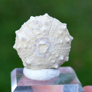 Fossile - Echinoide Goniopygus emmae sp.nov - 30 grammi - Formazione Taghit, Mérija (Missour) Moulouya, Marocco