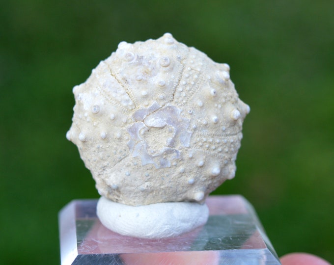 Fossil - Echinoid Goniopygus emmae sp.nov - 30 grams - Taghit Formation, Mérija (Missour) Moulouya, Morocco