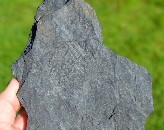 Fossil - Pecopteris Sp - Carboniferous, Stephanien - Allier, France