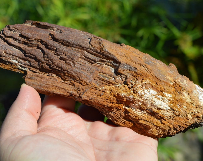 Fossil wood 720 grams - Timimoun, Timimoun District, Timimoun Province, Algeria