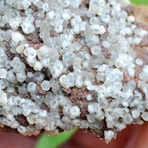 Sidérite & Calcite 378 grammes Peyrebrune, Montredon-Labessonnié, Castres, Tarn, Occitanie, France image 3