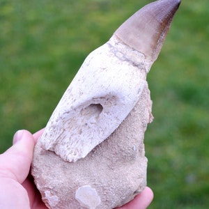 Dente fossile - Mosasauro - Cretaceo superiore - 140 mm - Bacino di Khouribga, Marocco