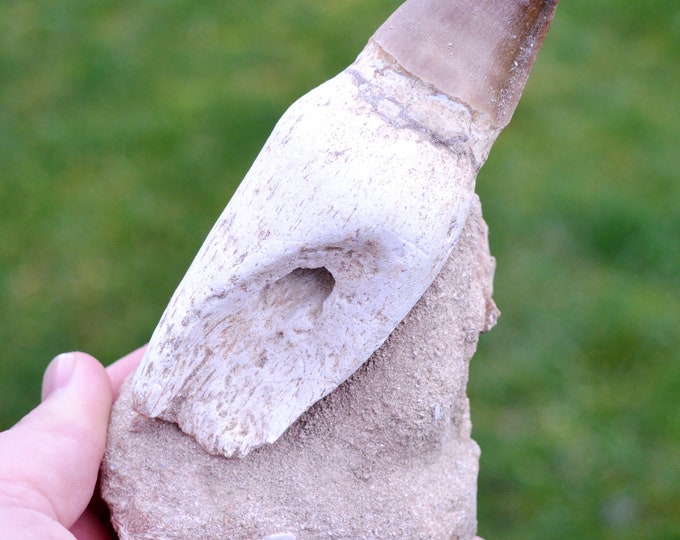 Tooth fossil - Mosasaurus - Upper Cretaceous - 140 mm - Khouribga Basin, Morocco