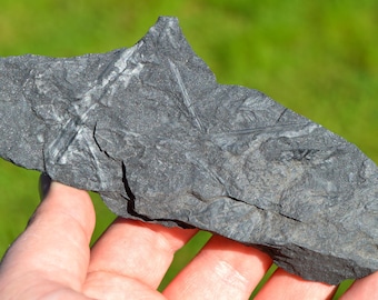 Fossil - Pecopteris Sp - Carboniferous, Stephanien - Allier, France